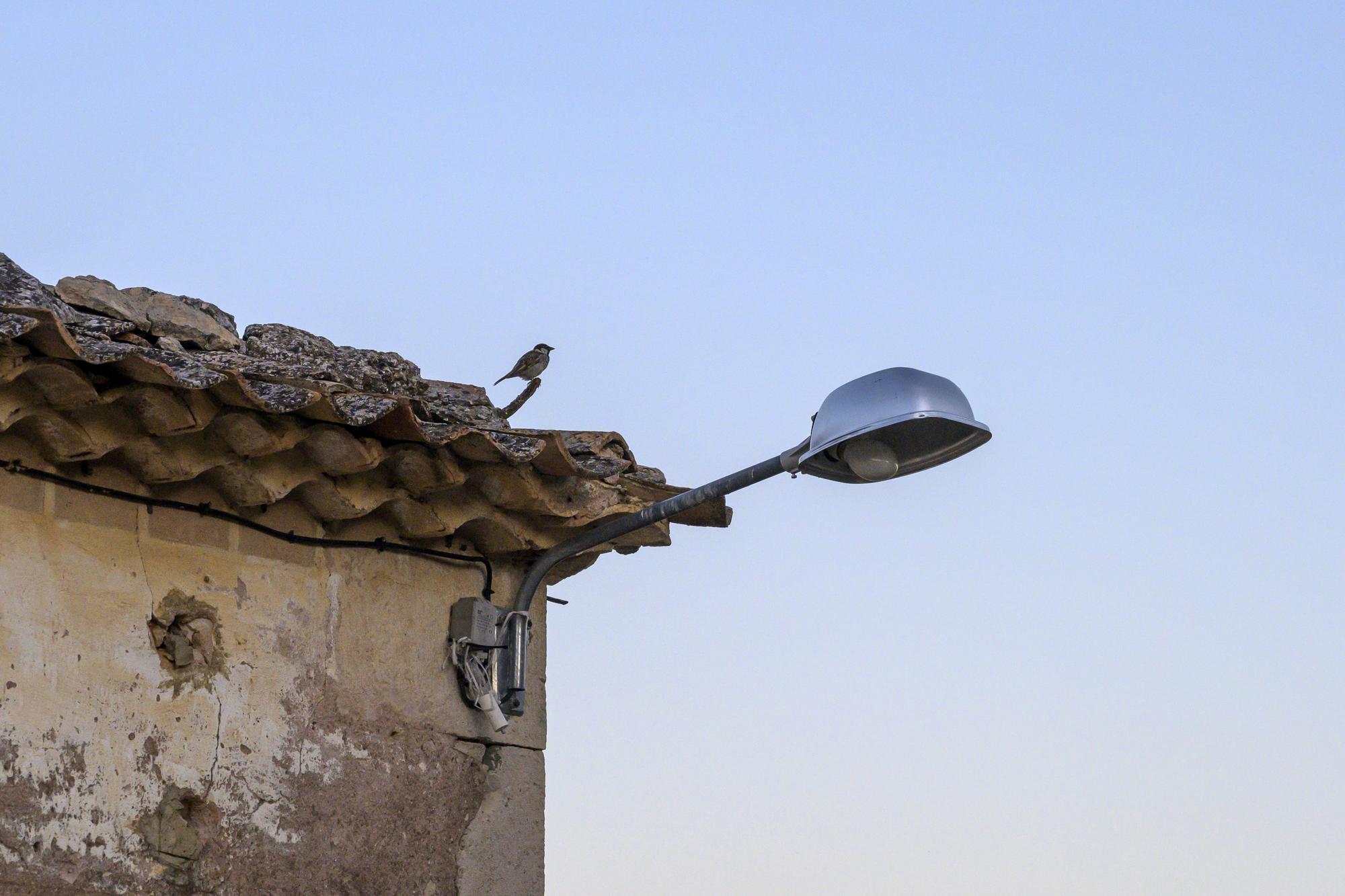 Rural Torremocha de Ayllón San Esteban de Gormaz - 6